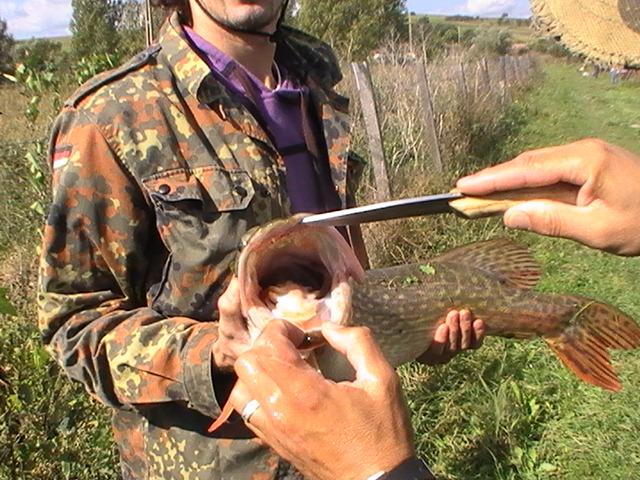 la rapitor - pic3756.JPG